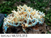 Rare edible mushroom hedgehog coral. Стоковое фото, фотограф Владимир Ушаров / Фотобанк Лори