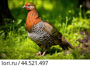 Wood grouse bird on green grass. Стоковое AI-изображение, AI-художник Veniamin Kraskov / Фотобанк Лори