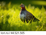 Wood grouse bird on green grass. Стоковое AI-изображение, AI-художник Veniamin Kraskov / Фотобанк Лори