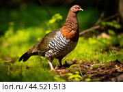 Wood grouse bird on green grass. Стоковое AI-изображение, AI-художник Veniamin Kraskov / Фотобанк Лори