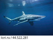 Blue shark (Prionace glauca) in blue water. Стоковое AI-изображение, AI-художник Veniamin Kraskov / Фотобанк Лори