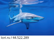 Blue shark (Prionace glauca) in blue water. Стоковое AI-изображение, AI-художник Veniamin Kraskov / Фотобанк Лори