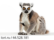Lemur Catta on white background. Стоковое AI-изображение, AI-художник Veniamin Kraskov / Фотобанк Лори