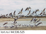 Крым, Евпатория, стая чаек. Стоковое фото, фотограф Андрей Макаренко / Фотобанк Лори