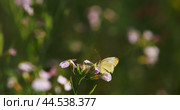 A butterfly has flown to a flower for nectar. Бабочка прилетела на цветок полакомиться нектаром. Стоковое видео, видеограф Валерий Тесаков / Фотобанк Лори
