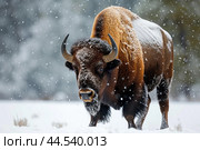 Towering Bison snow winter forest. Generate Ai. Стоковое AI-изображение, AI-художник Иван Рябоконь / Фотобанк Лори