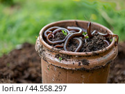 Earthworms in garden pot closeup. Стоковое AI-изображение, AI-художник Иван Рябоконь / Фотобанк Лори