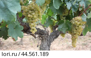 fresh green grape bunches in sunny day after harvesting. Стоковое видео, видеограф Яков Филимонов / Фотобанк Лори