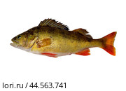 Рыба  речной Окунь на изолированном фоне ( Perca fluviatilis Linnaeus, 1758) - промысловая рыба Волго-Каспийского бассейна. Стоковое фото, фотограф Павел Просянов / Фотобанк Лори