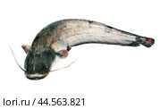 Сом обыкновенный на изолированном фоне ( Silurus glanis Linnaeus, 1758 ) - промысловая рыба Волго-Каспийского бассейна. Стоковое фото, фотограф Павел Просянов / Фотобанк Лори