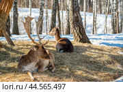 Deer lies resting on dry grass in the forest, in a natural habitat. spring sunny weather. Dama dama a medium-sized deer common in Europe. Стоковое фото, фотограф Павел Муравьев / Фотобанк Лори