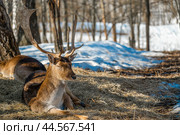 Deer lies resting on dry grass in the forest, in a natural habitat. spring sunny weather. Dama dama a medium-sized deer common in Europe. Стоковое фото, фотограф Павел Муравьев / Фотобанк Лори
