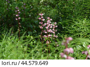 Грушанка копытенелистная (Pyrola asarifolia) в зарослях Хвоща лесного (Equisetum sylvaticum) Стоковое фото, фотограф Мария Петрова / Фотобанк Лори