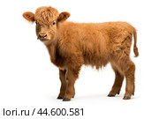 Calf of Highland Cattle on white background. Стоковое AI-изображение, AI-художник Veniamin Kraskov / Фотобанк Лори