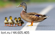 A family of a duck and her babies are crossing the road, AI. Стоковое AI-изображение, AI-художник Сергей Старуш / Фотобанк Лори