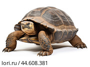 Galapagos Giant Tortoise on a white background. Стоковое AI-изображение, AI-художник Veniamin Kraskov / Фотобанк Лори