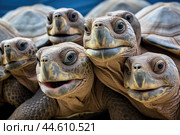 Group of Galapagos Giant Tortoises close up. Стоковое AI-изображение, AI-художник Veniamin Kraskov / Фотобанк Лори