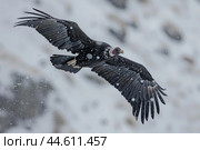 Majestic condor soaring in snowy skies. Стоковое AI-изображение, AI-художник Иван Рябоконь / Фотобанк Лори