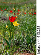 Тюльпан Шренка  ( Tulipa suaveolens Roth, 1794 ) Разноцветные Тюльпаны  в момент цветения в Астраханской степи у подножия горы Б.Богдо (  Богдинско-Баскунчакский заповедник ) . Занесен в Красную книгу. Стоковое фото, фотограф Павел Просянов / Фотобанк Лори