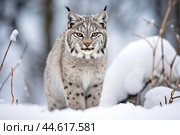 Red lynx in winter in the wild. Стоковое AI-изображение, AI-художник Veniamin Kraskov / Фотобанк Лори