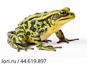 Beautiful green toad isolated on a white background. Стоковое AI-изображение, AI-художник Veniamin Kraskov / Фотобанк Лори