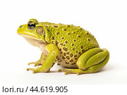 Beautiful green toad isolated on a white background. Стоковое AI-изображение, AI-художник Veniamin Kraskov / Фотобанк Лори