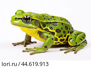 Beautiful green toad isolated on a white background. Стоковое AI-изображение, AI-художник Veniamin Kraskov / Фотобанк Лори
