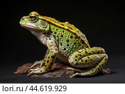 Beautiful green toad closeup. Стоковое AI-изображение, AI-художник Veniamin Kraskov / Фотобанк Лори