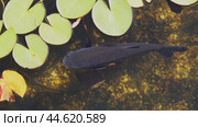Majestic black carp glides gracefully just below the water's surface, embodying tranquility in a serene pond, its sleek body shimmering subtly with each gentle movement. Стоковое видео, видеограф Татьяна Степанищева / Фотобанк Лори