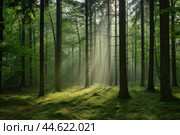 Enchanting Beautiful trees in forest at morning. Generate Ai. Стоковое AI-изображение, AI-художник Иван Рябоконь / Фотобанк Лори