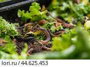 Earthworms crawling in garden soil amongst green leaves. Стоковое AI-изображение, AI-художник Иван Рябоконь / Фотобанк Лори