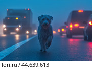 Dog ran out onto busy road in foggy conditions and poor visibility, risking being hit by car. Стоковое AI-изображение, AI-художник Владимир Григорьев / Фотобанк Лори