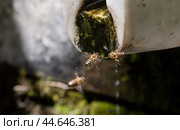 The wild bee (Apis mellifera) drinks water close-up. Стоковое фото, фотограф Татьяна Ляпи / Фотобанк Лори