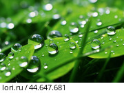 Fresh dewdrops on vibrant green leaf. Стоковое AI-изображение, AI-художник Иван Рябоконь / Фотобанк Лори