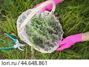 Woman collected a full basket of medicinal plant Nonea Pulla used as raw material for making anti-inflammatory and antibacterial medicines, top view. Стоковое фото, фотограф Сергей Чайко / Фотобанк Лори
