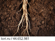 Revealed plant roots in soil. Стоковое AI-изображение, AI-художник Иван Рябоконь / Фотобанк Лори