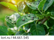 Ants and Aphids. Insect pests. Little black aphid Colony on a green leaf. Lice pest infestation. Aphids on the stem and leaves of a plant. Hemiptera, Caterpillar eating leaf. Garden Parasite Macro. Стоковое AI-изображение, AI-художник Марина Демидюк / Фотобанк Лори
