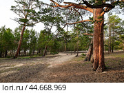 Танцующие сосны. Парк в поселке Кужир. Остров Ольхон. Стоковое фото, фотограф Александр Тараканов / Фотобанк Лори