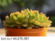 Drought-tolerant Succulent plant sunny cover. Generate Ai. Стоковое AI-изображение, AI-художник Иван Рябоконь / Фотобанк Лори