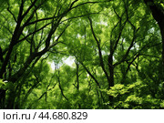 Tranquil forest canopy in sunlight. Стоковое AI-изображение, AI-художник Иван Рябоконь / Фотобанк Лори