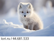 Snowy arctic fox in winter wonderland. Стоковое AI-изображение, AI-художник Иван Рябоконь / Фотобанк Лори