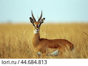 Beautiful gazelle standing in tall yellow grass. Стоковое AI-изображение, AI-художник Иван Рябоконь / Фотобанк Лори