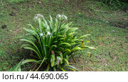 A beautiful flowering hymenocallis littoralis beach spider lily grows on the lawn. Lush green long leaves and white flowers with thin, elegantly curved petals. Malaysia. Стоковое фото, фотограф Вера Ивановна Кубарева / Фотобанк Лори