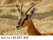 Thomson's gazelle standing in the sun in the african savanna. Стоковое AI-изображение, AI-художник Иван Рябоконь / Фотобанк Лори