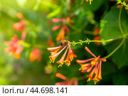 Lonicera sempervirens flowers, common names coral honeysuckle, trumpet honeysuckle, or scarlet honeysuckle, in bloom. Стоковое фото, фотограф Ольга Сейфутдинова / Фотобанк Лори