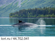 Humpback whale surfacing and blowing water near forest coastline. Стоковое AI-изображение, AI-художник Иван Рябоконь / Фотобанк Лори