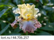 Iris barbata High Chaparral close up. Стоковое фото, фотограф Ольга Сейфутдинова / Фотобанк Лори