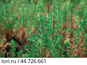 Young fir trees densely planted on plantations. Green small pine trees with fresh shoots in spring or summer. Dense thickets of stunted pines with young branches. Стоковое фото, фотограф Павел Муравьев / Фотобанк Лори