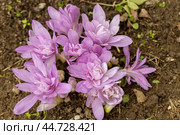 Colchicum Waterlily purple flowers in garden. Стоковое фото, фотограф Ольга Сейфутдинова / Фотобанк Лори