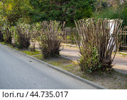 Подстриженный кустарник по краю дороги, город Сочи (2024 год). Стоковое фото, фотограф Вячеслав Палес / Фотобанк Лори
